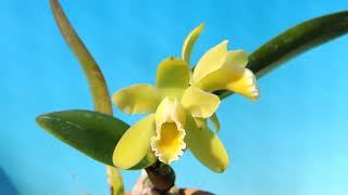 Cattleya luteola falba x self orchid [upl. by Farika]