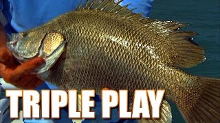 Most Delicious Fish In the World  Space Coast Tripletail Fishing [upl. by Faustine335]