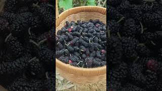 Murbei morus alba fruit is hanging on the tree and ready to pick agriculture fruit delicious [upl. by Ennairb]