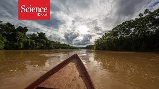 Making contact The isolated tribes of the Amazon rainforest [upl. by Nodnal]