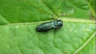 Metallic Woodboring Beetle Buprestidae Agrilus cyanescens [upl. by Fabyola]