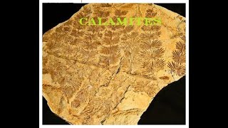 Fossil Calamites [upl. by Huff]