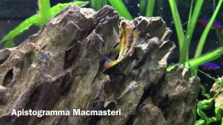 Apistogramma MacMasteri Breeding [upl. by Dasa503]