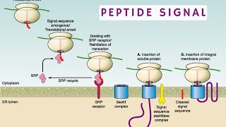 peptide signal شرح بالدارجة 🔥 [upl. by Airdnahs]