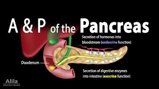 Anatomy and Physiology of the Pancreas Animation [upl. by Nehttam26]