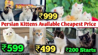 Cheap Price Persian Kittens Available For Sale in Delhi NCR  All Colours Cats  Cash on Delivery [upl. by Eddina]