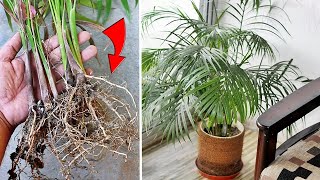 ARECA Palm Propagation Made SUPER EASY With Updates [upl. by Dehsar774]