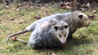 Possum Love  Mississauga ON Canada [upl. by Eimoan883]