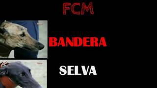 VideoSabino galgos FINAL bandera selva [upl. by Emmalyn434]