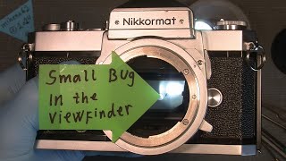 Remove a small Bug in the viewfinder In Nikkormat FTn [upl. by Itsirk]