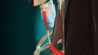 Omohyoid muscle action hyoid bone depression muscle humananatomy [upl. by Asirahc]