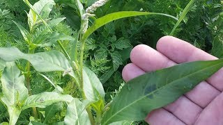 Ladys Thumb Polygonum Persicaria [upl. by Mascia]