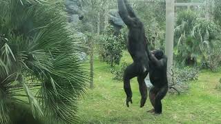 Jacksonville Zoo bonobo monkeys going CRAZY [upl. by Lewap]