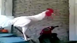 Very Funny  Laughing Chicken HD [upl. by Dale]