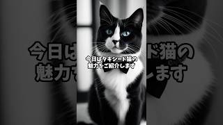 タキシード猫の特徴と魅力 猫のいる暮らし cat [upl. by Preuss]