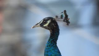 Zooming Peacock with Nikon Coolpix P1000  Wildlife Photography Closeup [upl. by Ostraw]