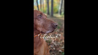 Vizsla im quotLeerlaufquot  DOGSPARTNER [upl. by Dniren]