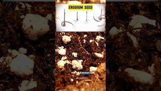 Tiny robot erodium seed science sciencefacts [upl. by Llerruj]