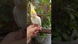 Cockatiel Bird Price in India 2023 [upl. by Notnroht]