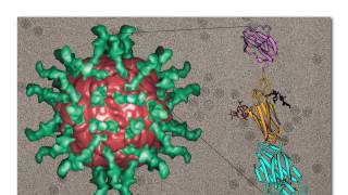 The tools of structural virology [upl. by Mavilia]