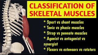 CLASSIFICATION OF SKELETAL MUSCLESSPURT SHUNT FUSIFORM PENNATE हिंदी  2024 musclesurdu [upl. by Jenda788]