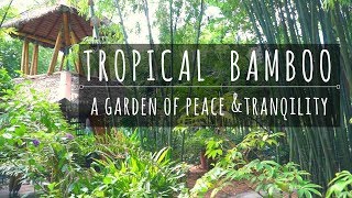 Tropical Bamboo Nursery and Gardens [upl. by Eirrod]