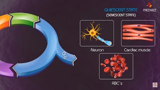 Cell cycle checkpoints and regulation Animation [upl. by Dryden]