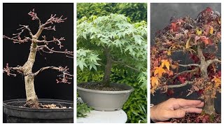 Bonsai Japanischer Ahorn von 202124 Acer Palmatum  Haltung Gestaltung und Pflege [upl. by Doraj924]