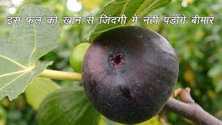 फालसा खाने के फायदे Health Benefits of Falsa or Phalsa Fruit  CalorieBee  Grewia Asiatica [upl. by Lemahs]