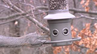 Wild Birds Unlimited  Eliminator™ SquirrelProof Feeder [upl. by Irved]