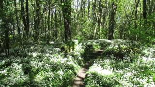 Penrhos walled garden meandering the path to shackletons rest [upl. by Greenleaf453]