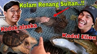 Rivieuw koleksi ikan predator dan reptil si Iqbalizda  Gila parahh [upl. by Eseuqram680]