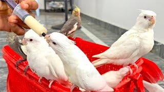 Cockatiel bird hand feeding food  Hand Feed cockatiel baby bird  Barbie Budgies [upl. by Garaway603]