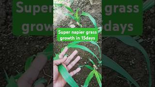 Super napier grass growth in 15 days odisha cattlefarm cowfarm napier napiergrass dairyfarm [upl. by Jess]