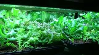 DIY Vermicomposting with HydroponicsVermiponics [upl. by Ahtanoj]