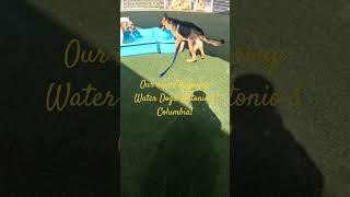 CCAS Martinez CA Our Own Playgroup Water Dogs Antonio amp Columbia [upl. by Aninotna592]