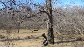 Massive tree climb on the rigid seat Freedom Pro Hunting Saddle Demonstration climb [upl. by Jasmin]