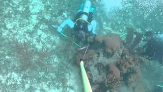 Lobster Diving In The Florida Keys [upl. by Oijimer]