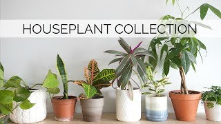 MY HOUSEPLANT COLLECTION  12 easy amp lowmaintenance plants [upl. by Kelson827]