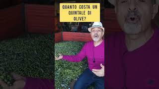 Ecco quanto costa un quintale di olive dal nord al Sud [upl. by Adnoyek401]