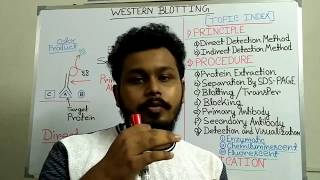 Western Blotting  Principle and Procedure  western blotting technique step by step [upl. by Eekorehc]