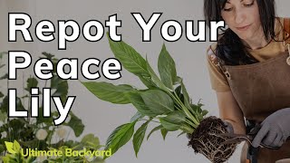 How and When to Repot a Peace Lily [upl. by Tobin]