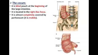 The Large Intestine Part 1Cecum and Appendix  Dr Ahmed Farid [upl. by Anirdnajela292]