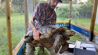 Touring The Ranch And Meeting Pebbles The Tortoise [upl. by Nylhtac]