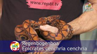 ReptilTV  Folge 37  Riesenschlangen  Teil 2  Boas [upl. by Tillo775]