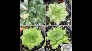 Haworthia Cuspidata vs Cymbiformis Quick Overview amp Care Tips [upl. by Yelats]