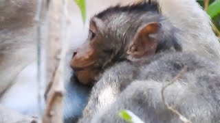 Ants Annoy pity child and Mum that Busy Fine Food On tree Eat [upl. by Vincent]