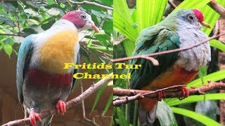 Yellowbreasted fruit dove Collared imperial pigeon Gallicolumba rufigula Beautiful fruit pigeons [upl. by Omrelliug]