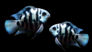 3 Minutes Cichlid Fish Breeding  Blue Parrot Fish Breeding [upl. by Farica]