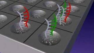 DNA microarrays [upl. by Pallua]